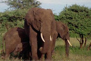 An African elephant (Loxodonta africana): Photograph courtesy of CITES